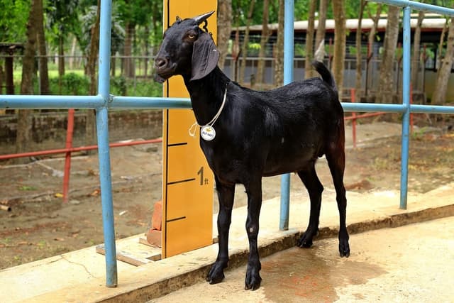 Farm Raised Goat