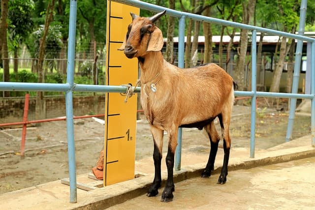 Jamunapari Goat