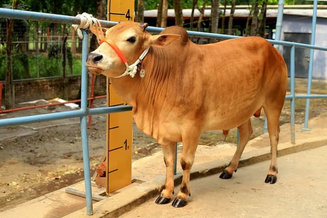Organic Fed Cow