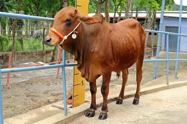 Organic Red Bull