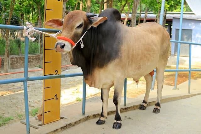 Large White Bull