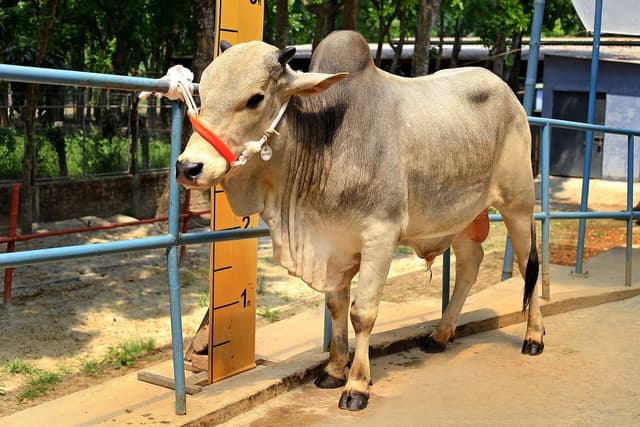 Hybrid Bull