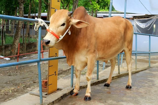 Premium Bull